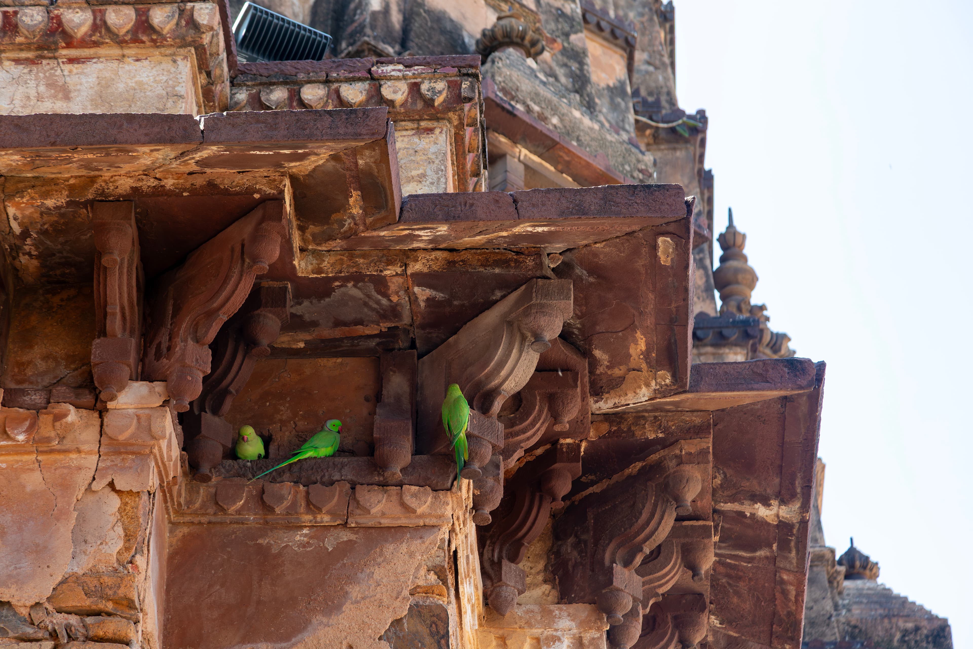 Parrots of the Palace