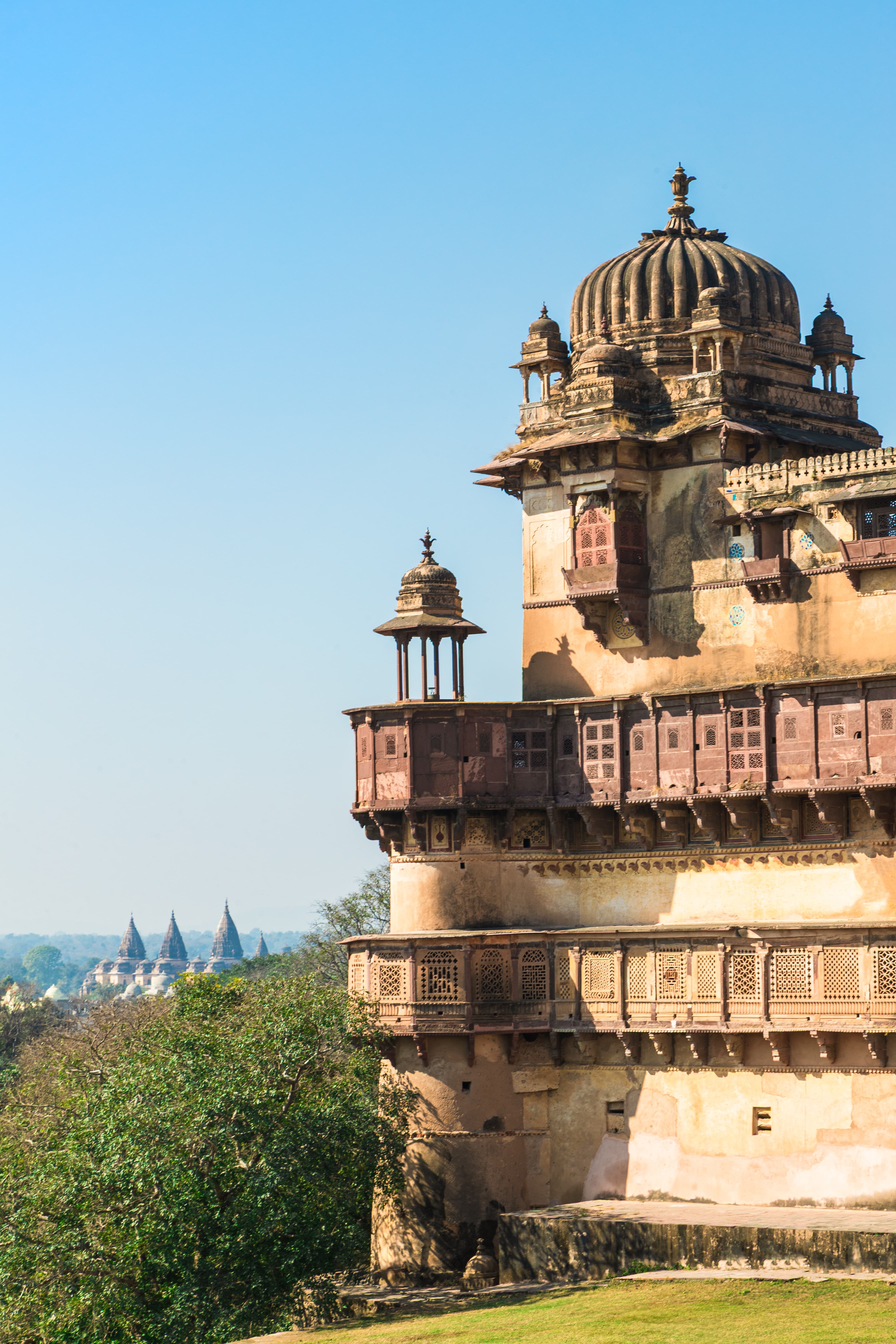 Bundela Glory in Golden Light
