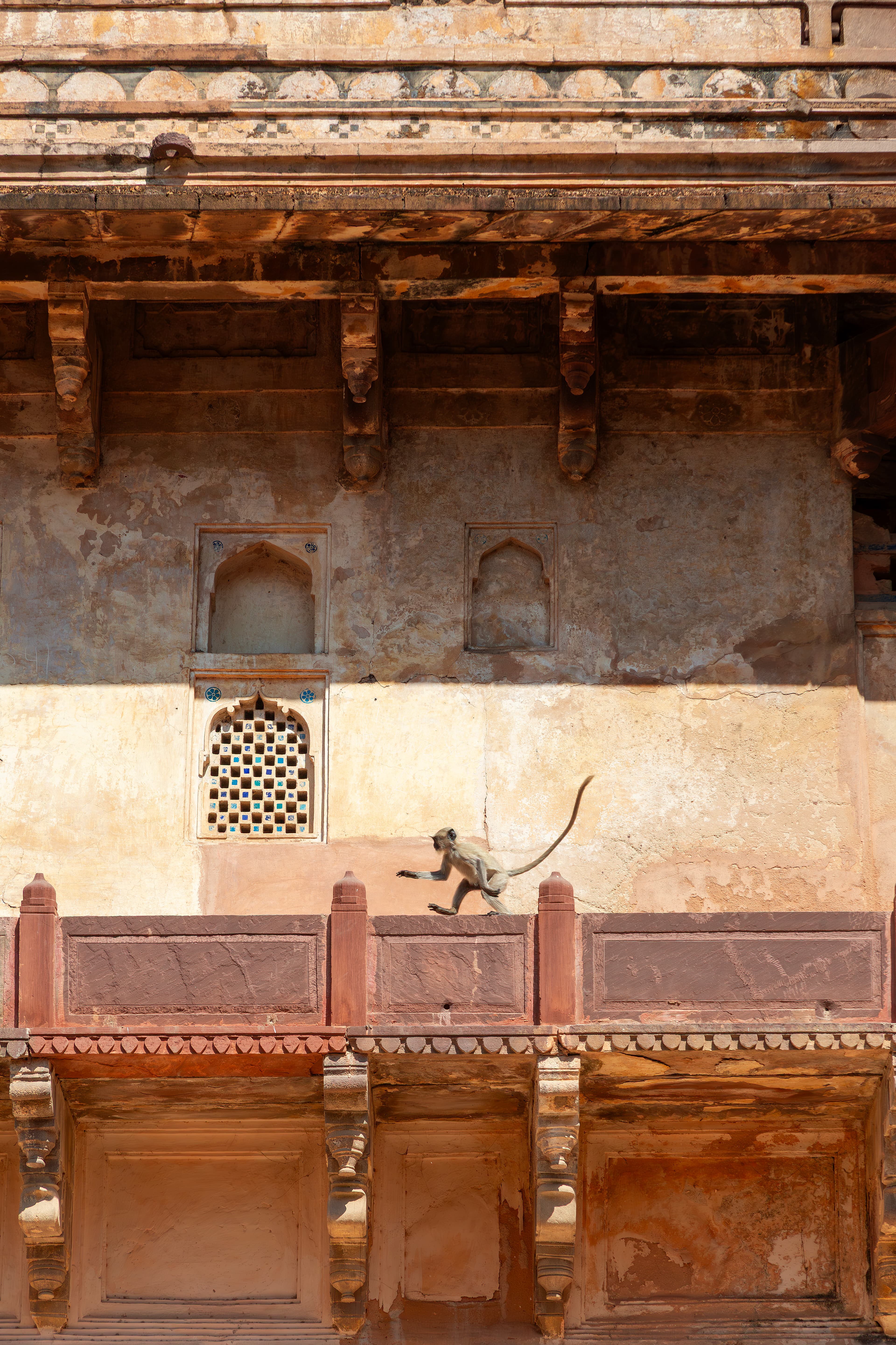 Monkey on the Royal Route