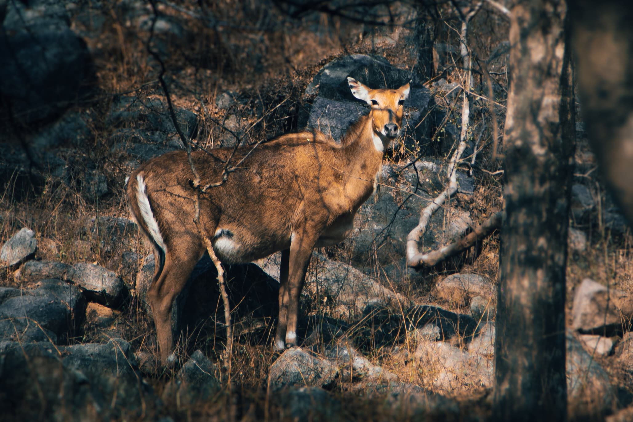 Watcher of the Wild