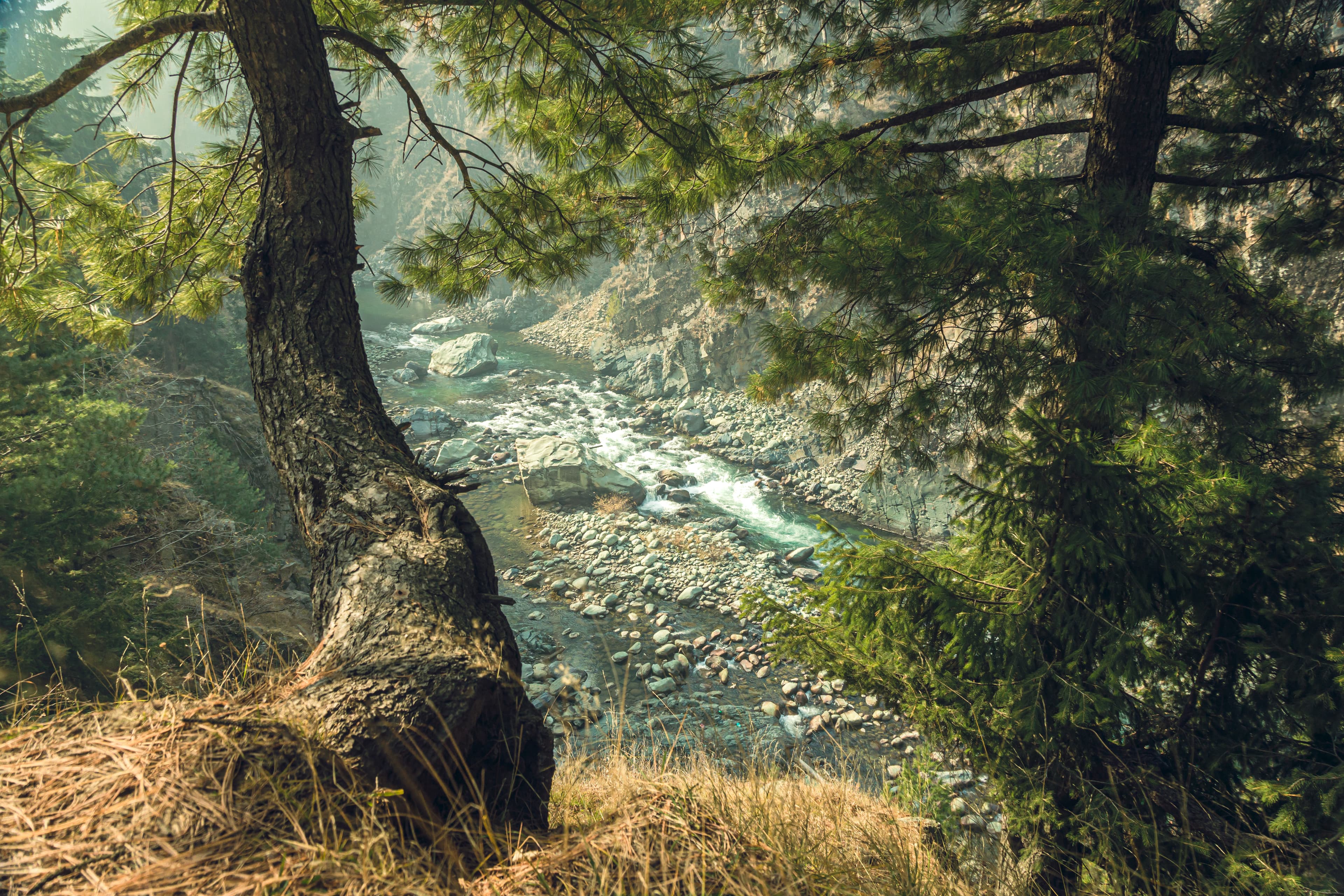 Whispers Beneath the Pines – Aharbal Streamside View