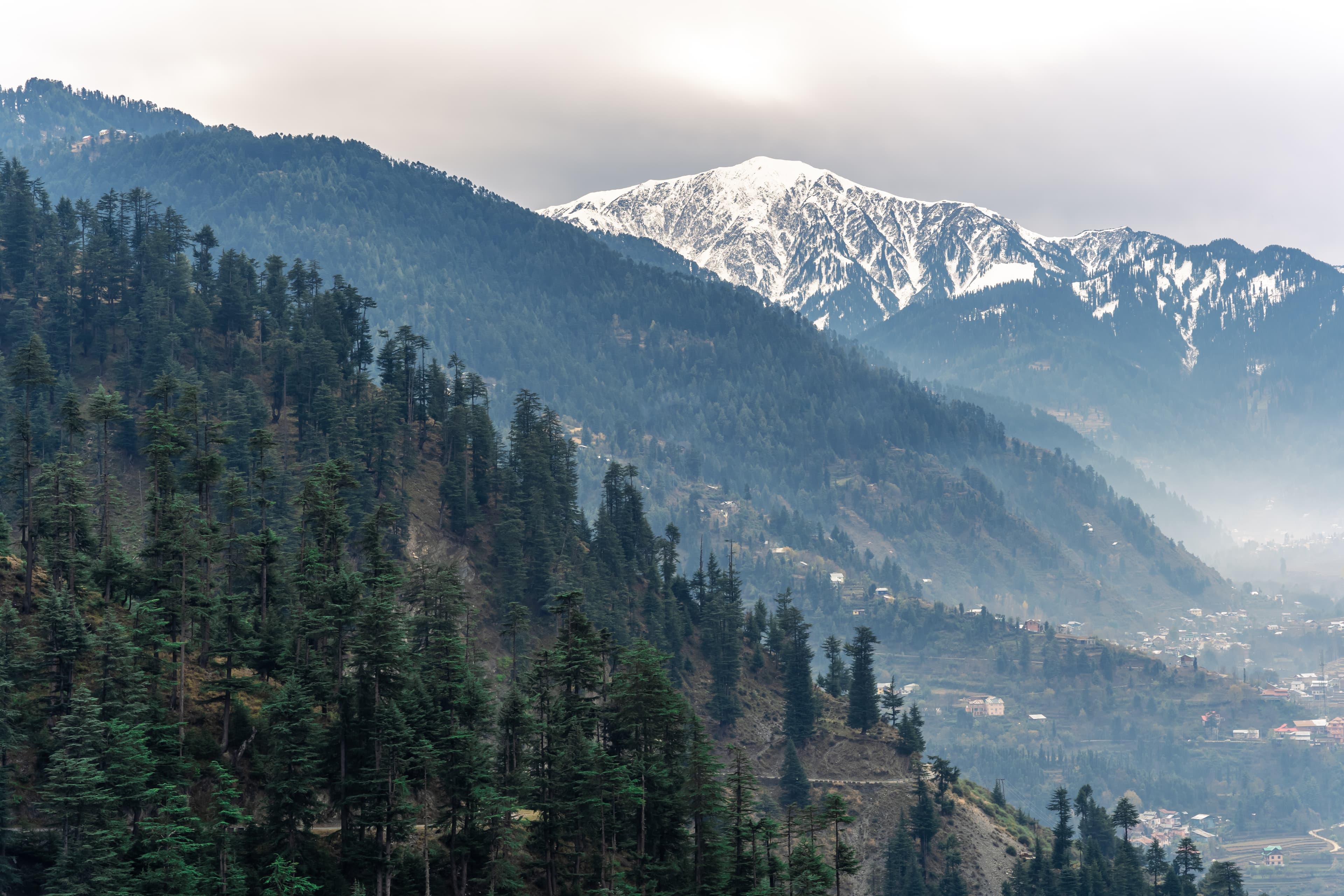 Misty Pines & Ashapati Majesty