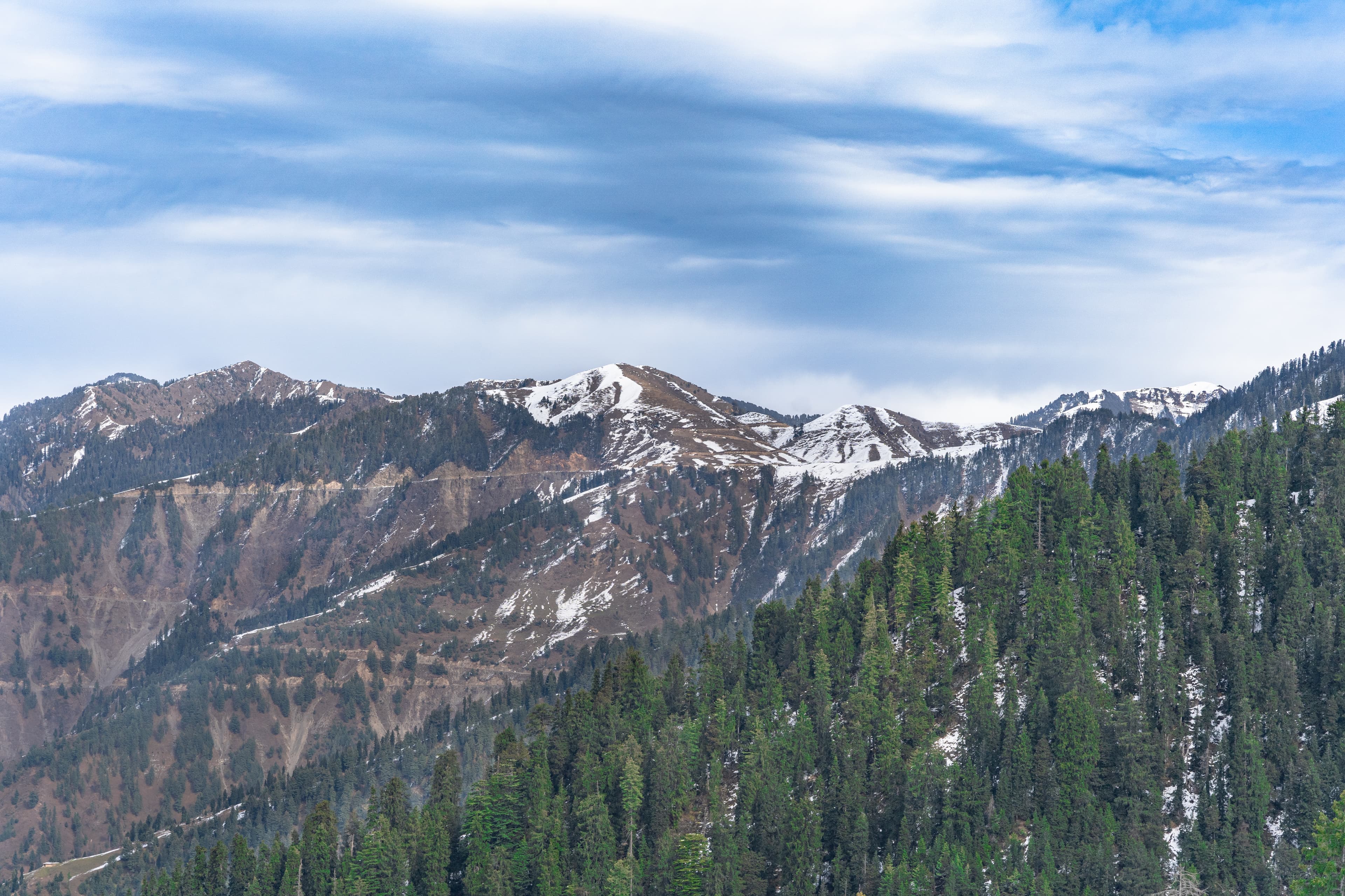 Whispers of Snow on the Pines