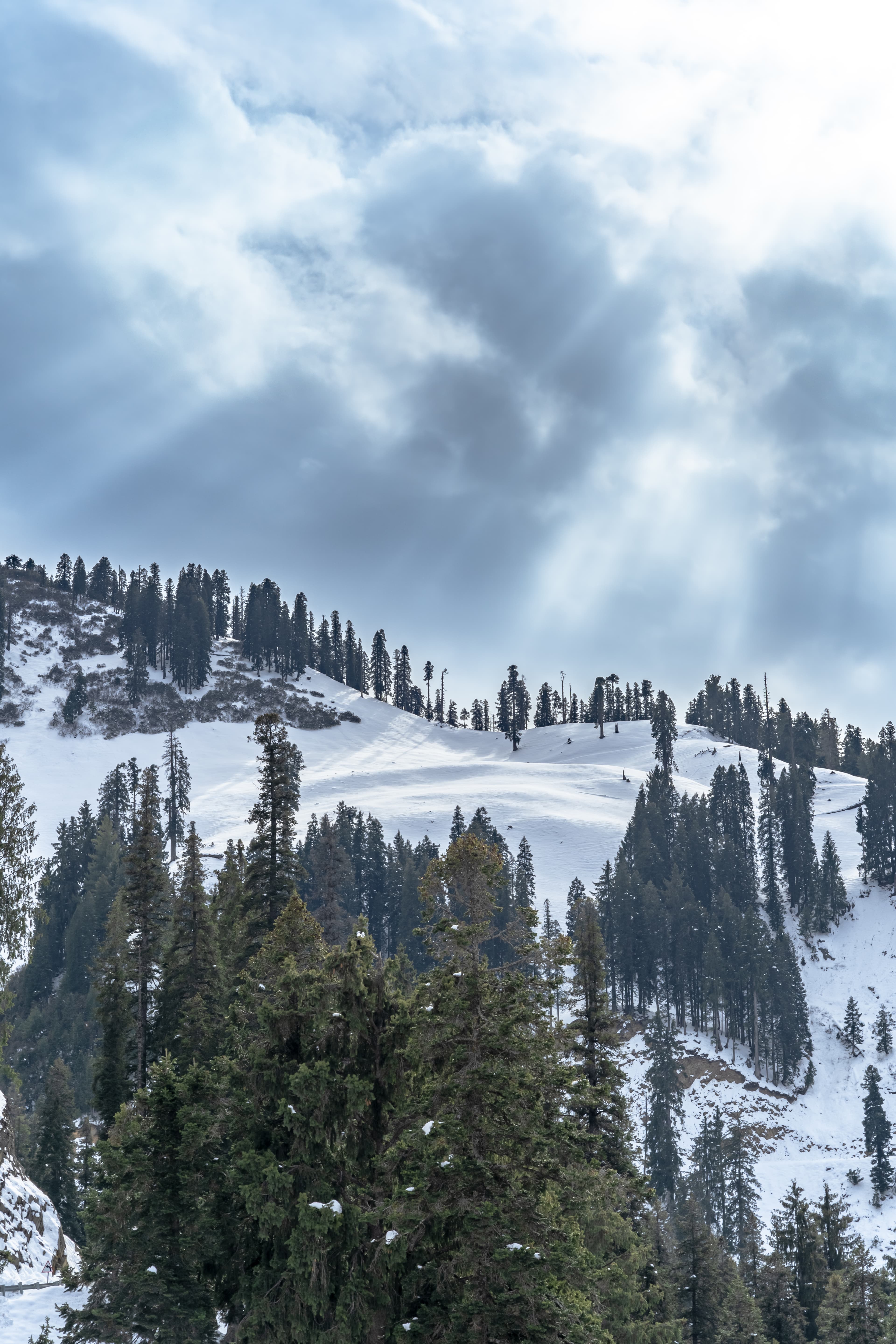 Winter Light Over Guldanda Pines