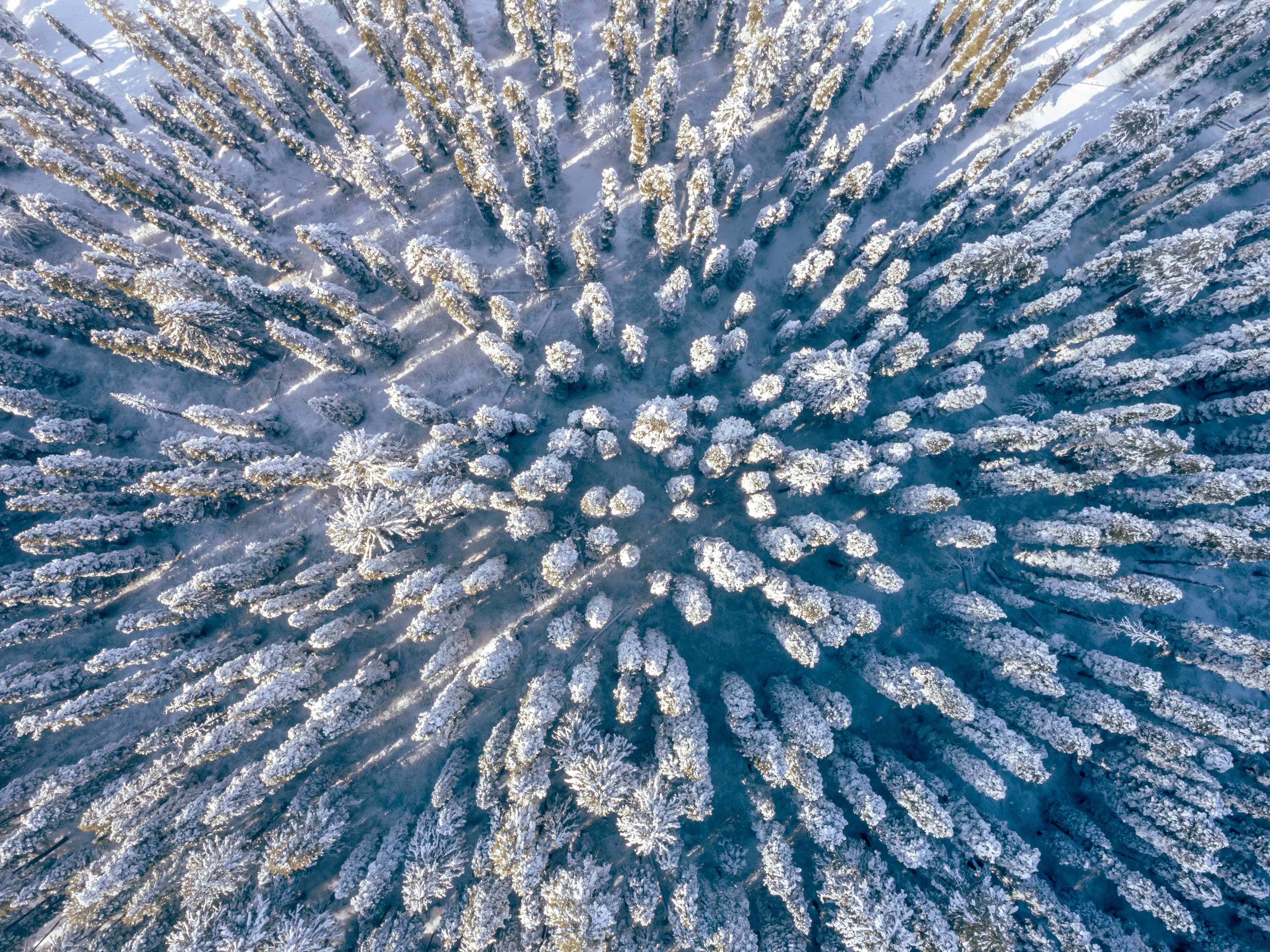 Symphony of Pines Winter Geometry from Above