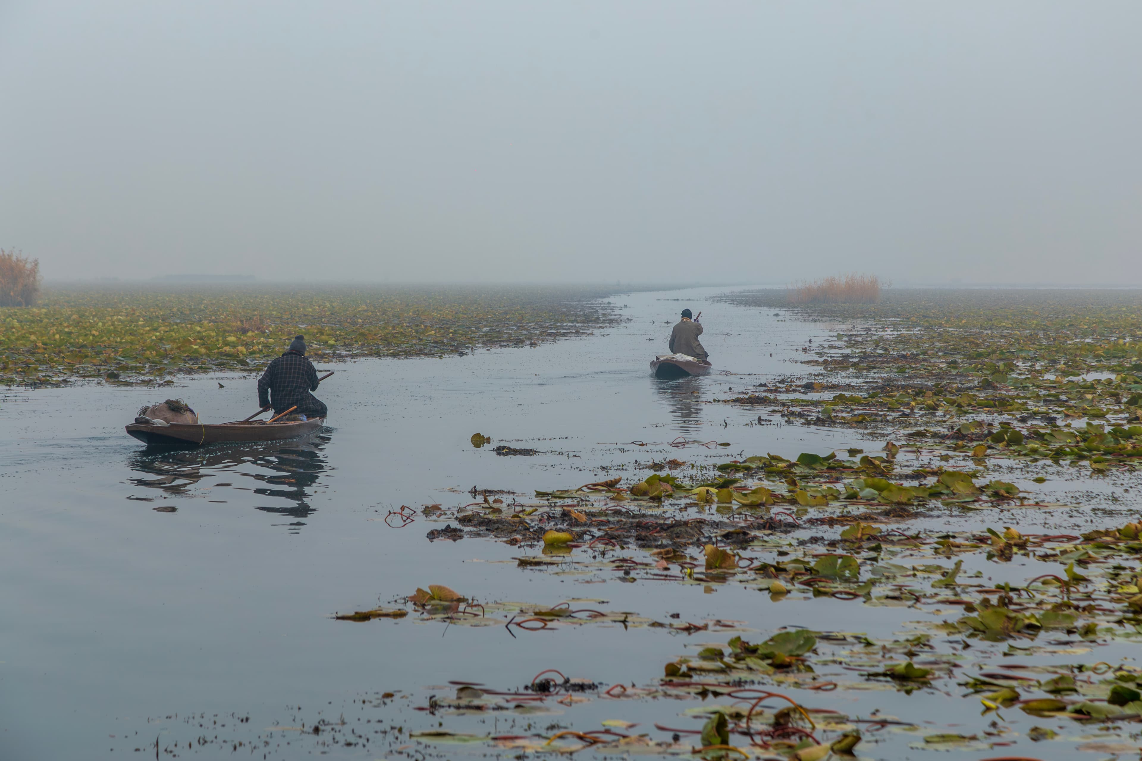Through the Lotus Trail – Dal Lake