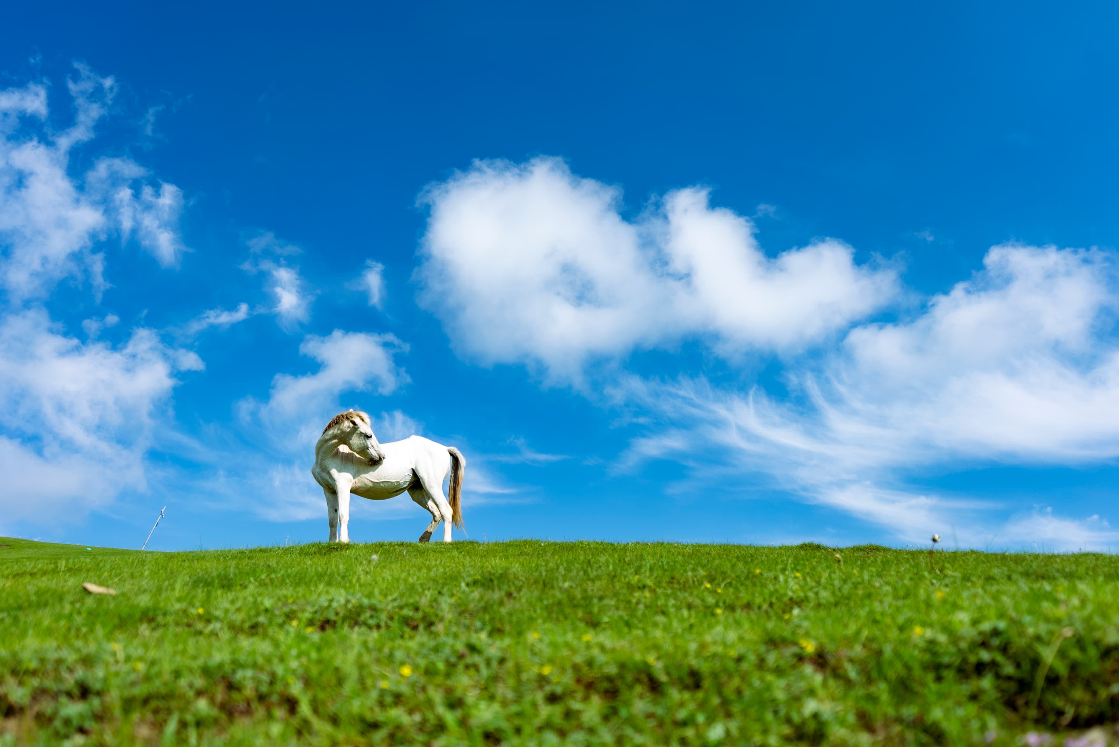 White Stallion on Kashmir Hillside