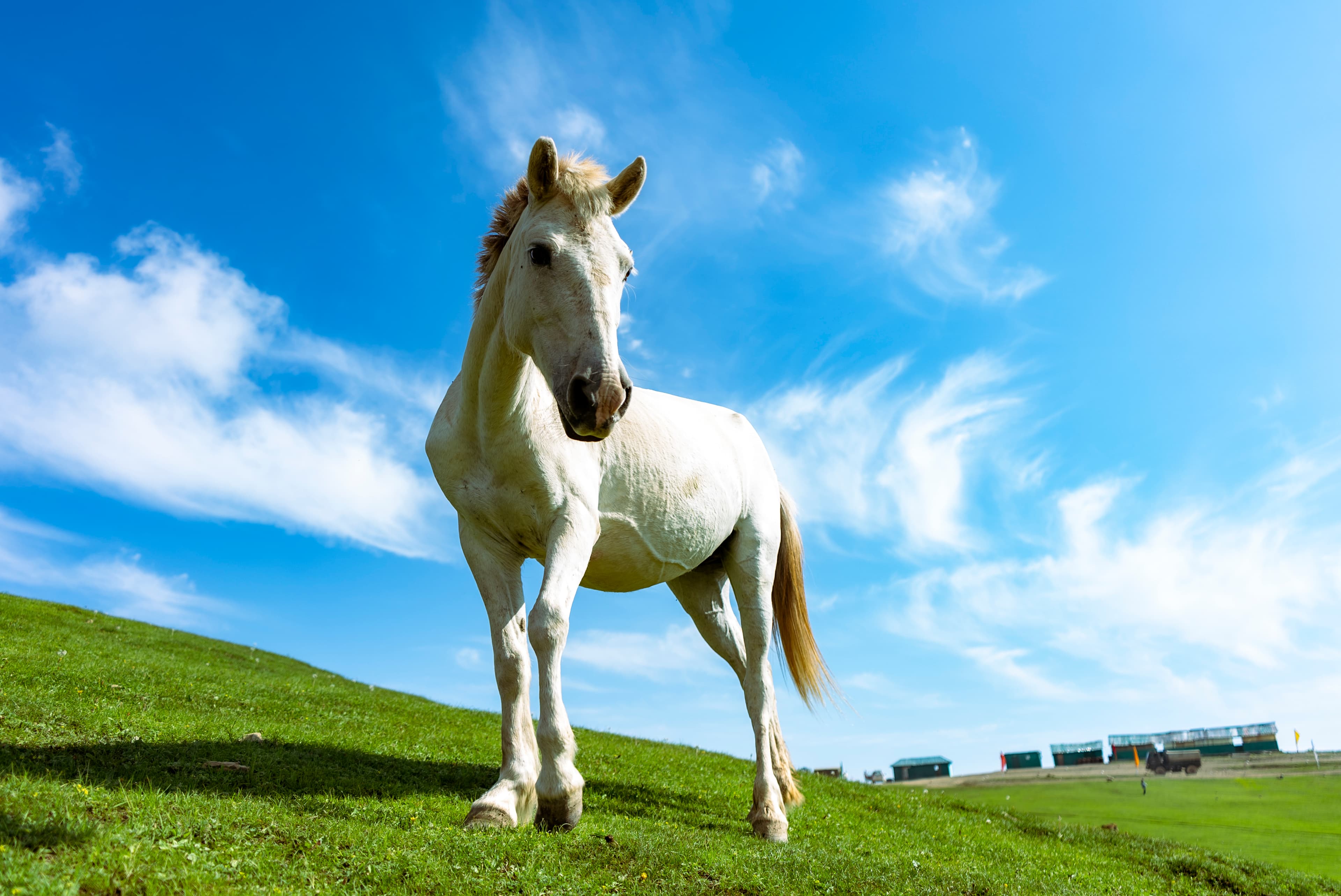White Horse in the Highland Breeze