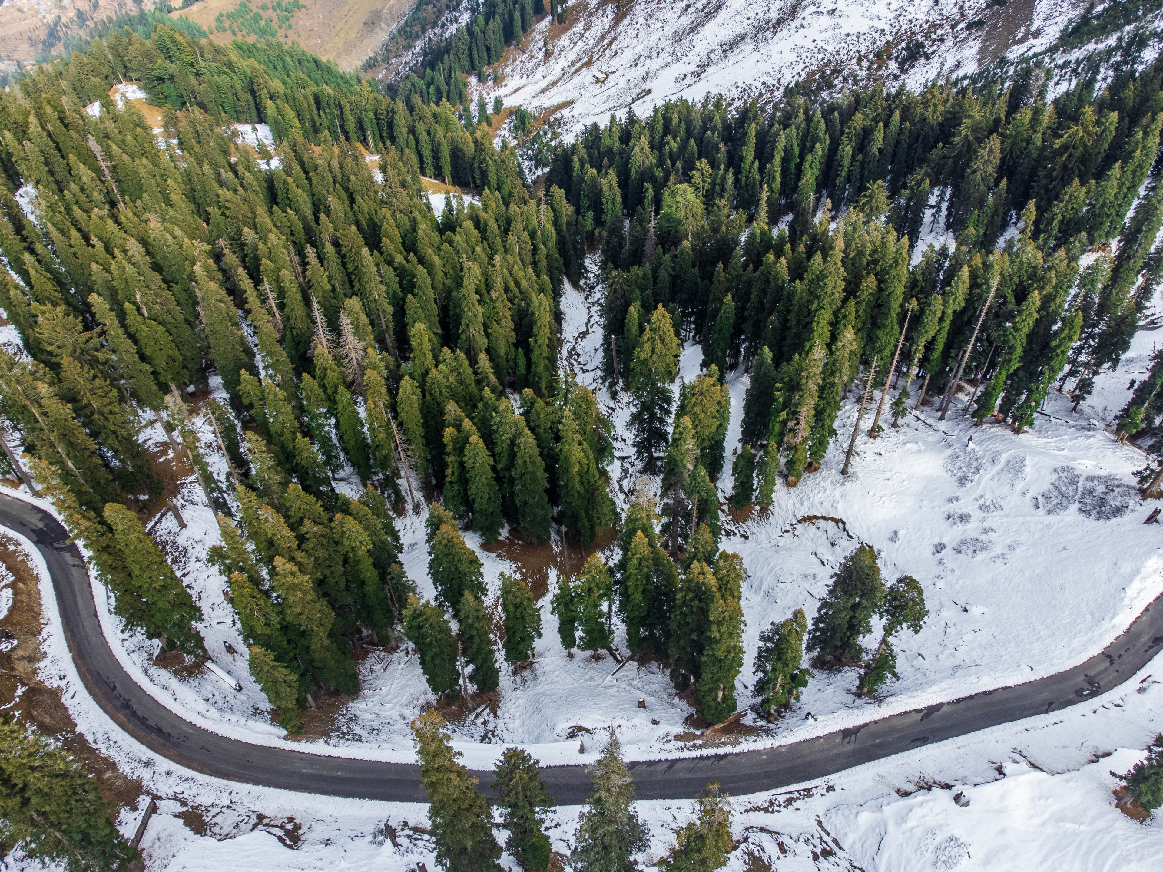 Forest Veins of Guldanda Snow and Pines from Above