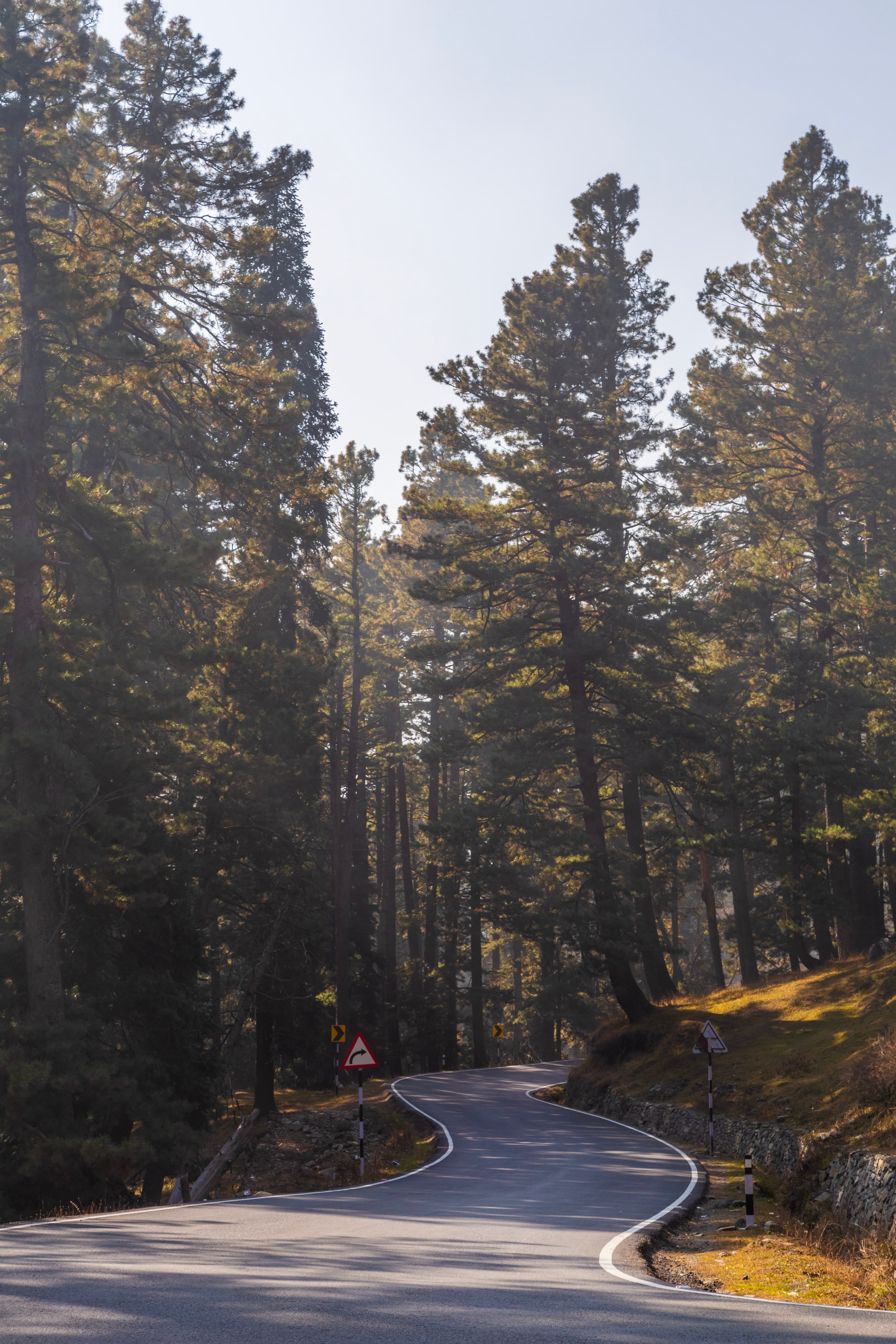Winding Through the Pines – Himalayan Forest Road