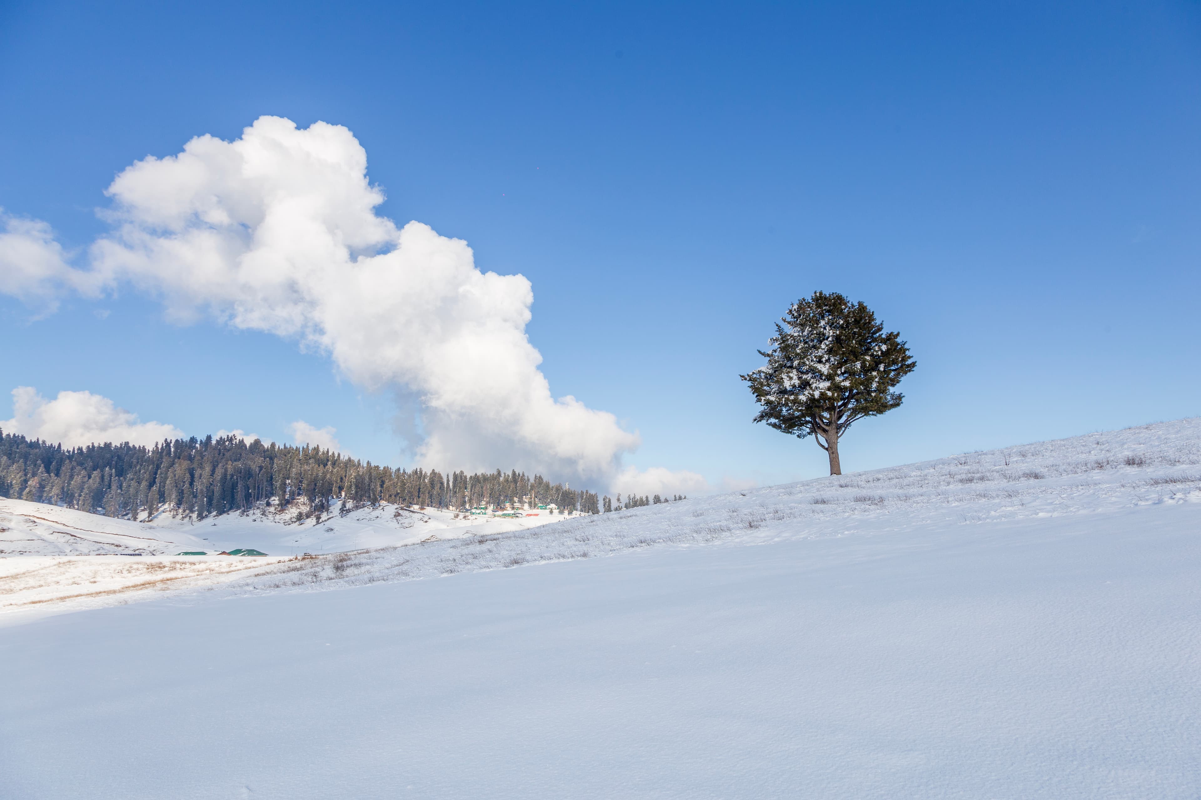 Solitary Tree in Snowy Gulmarg under a Clear Blue Sky