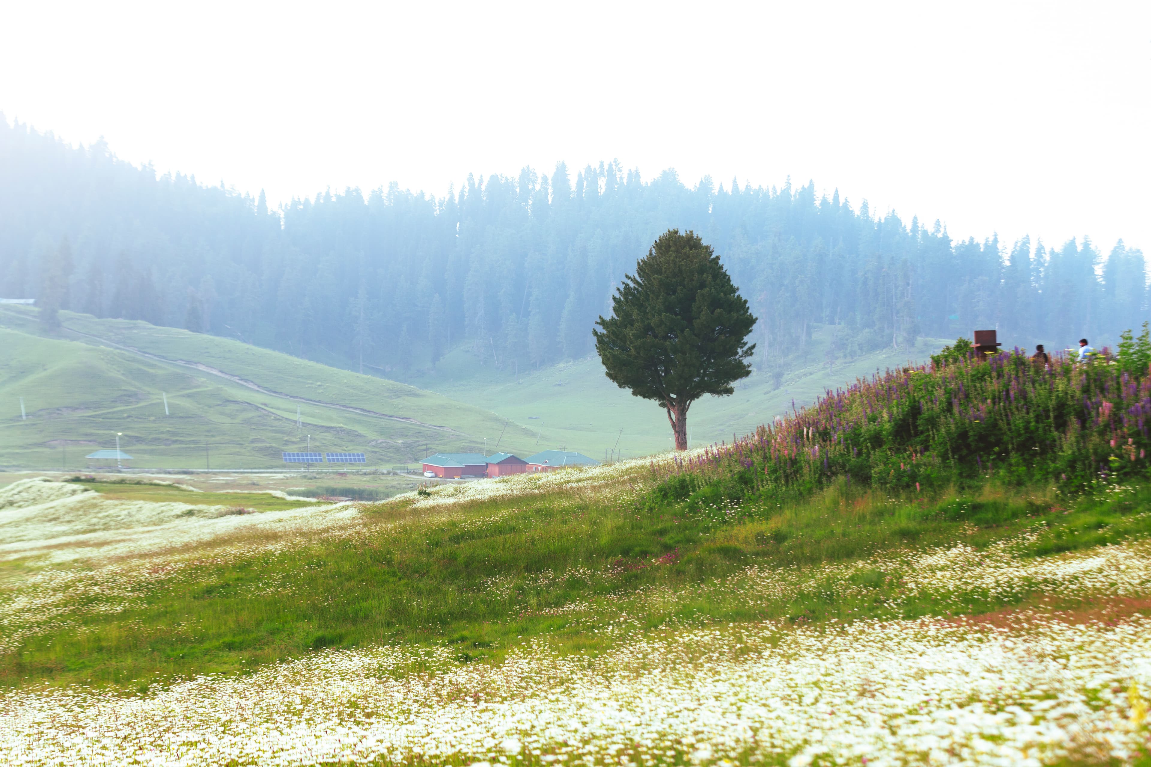 Summer Blossom Meadows in Gulmarg Valley