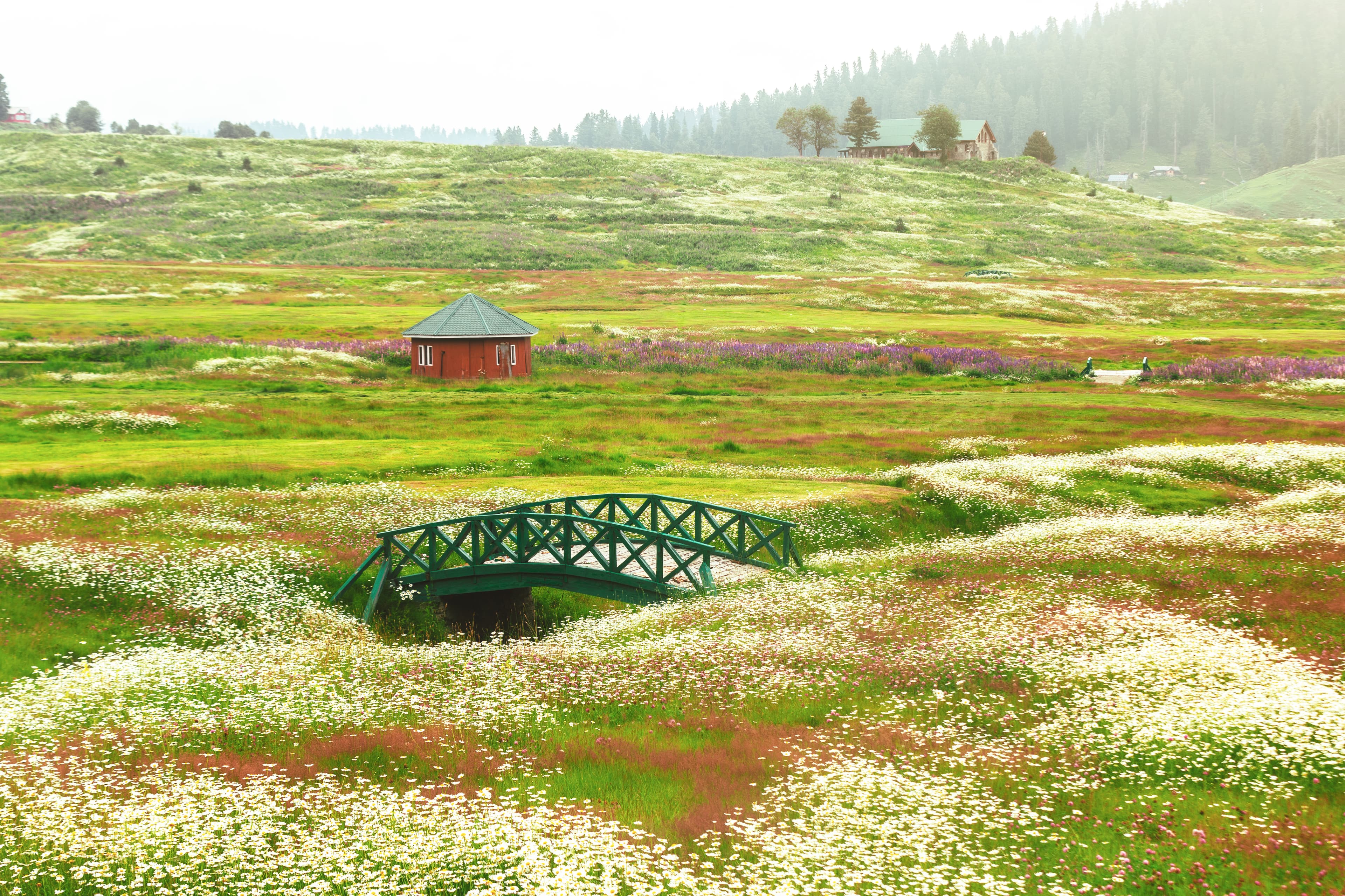 Wildflower Bridge in Gulmarg’s Summer Bloom