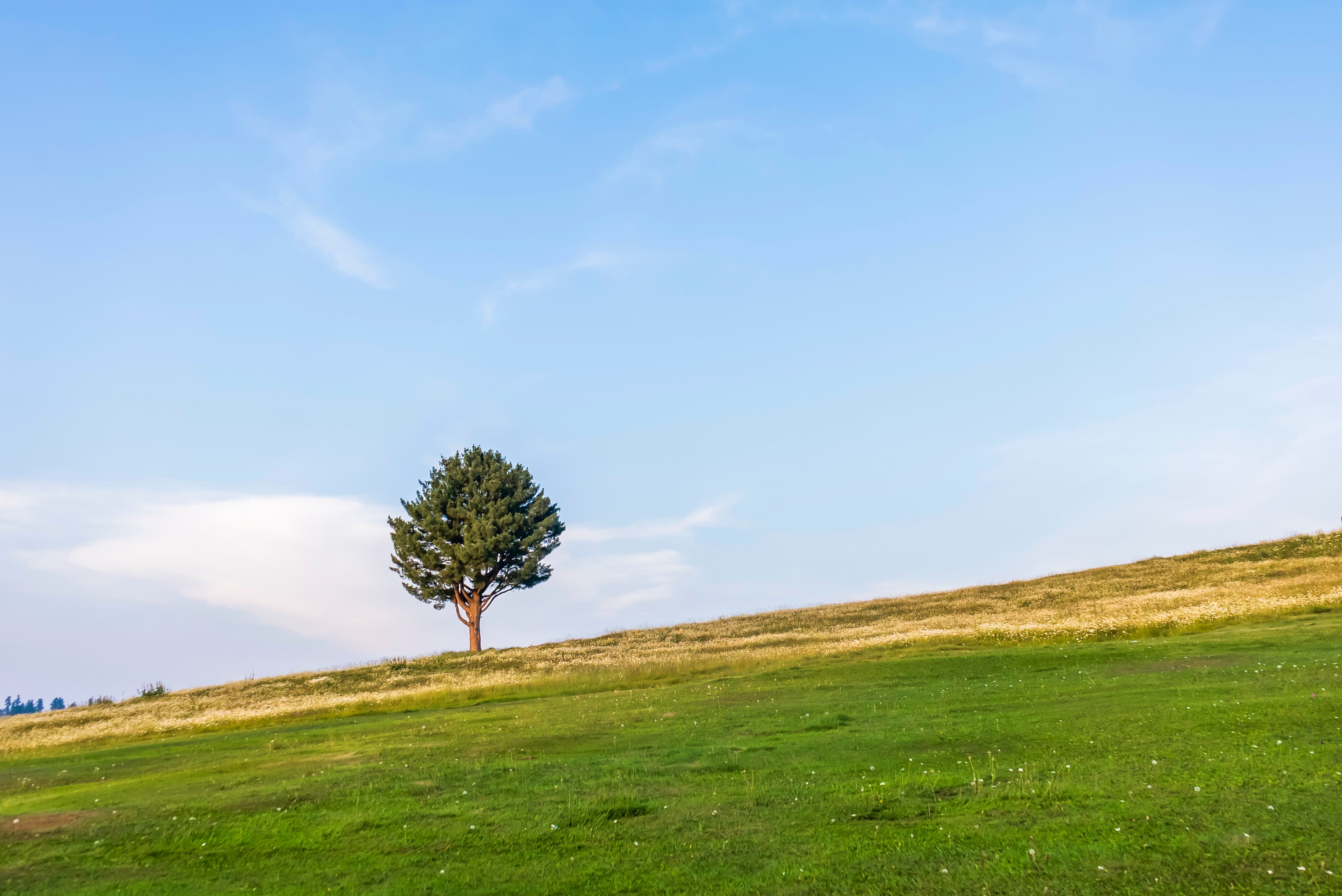 Solitary Tree on a Sunlit Meadow, Kashmir