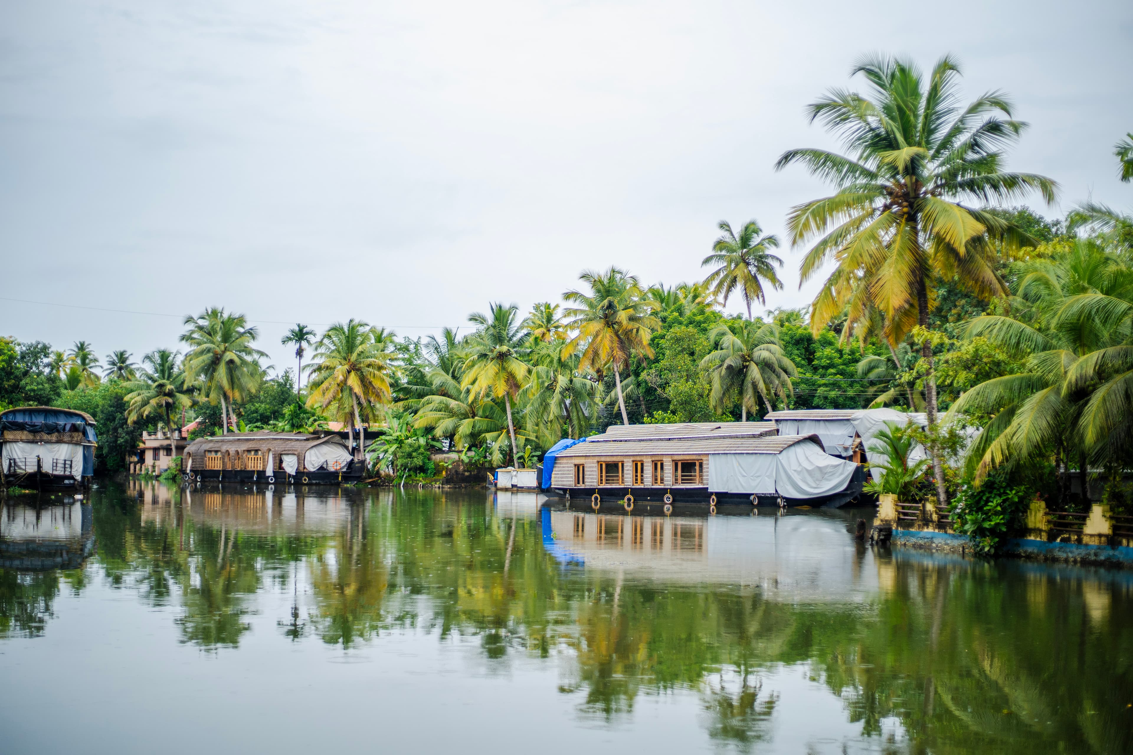Moored Houseboats Along Palm-Fringed Backwaters