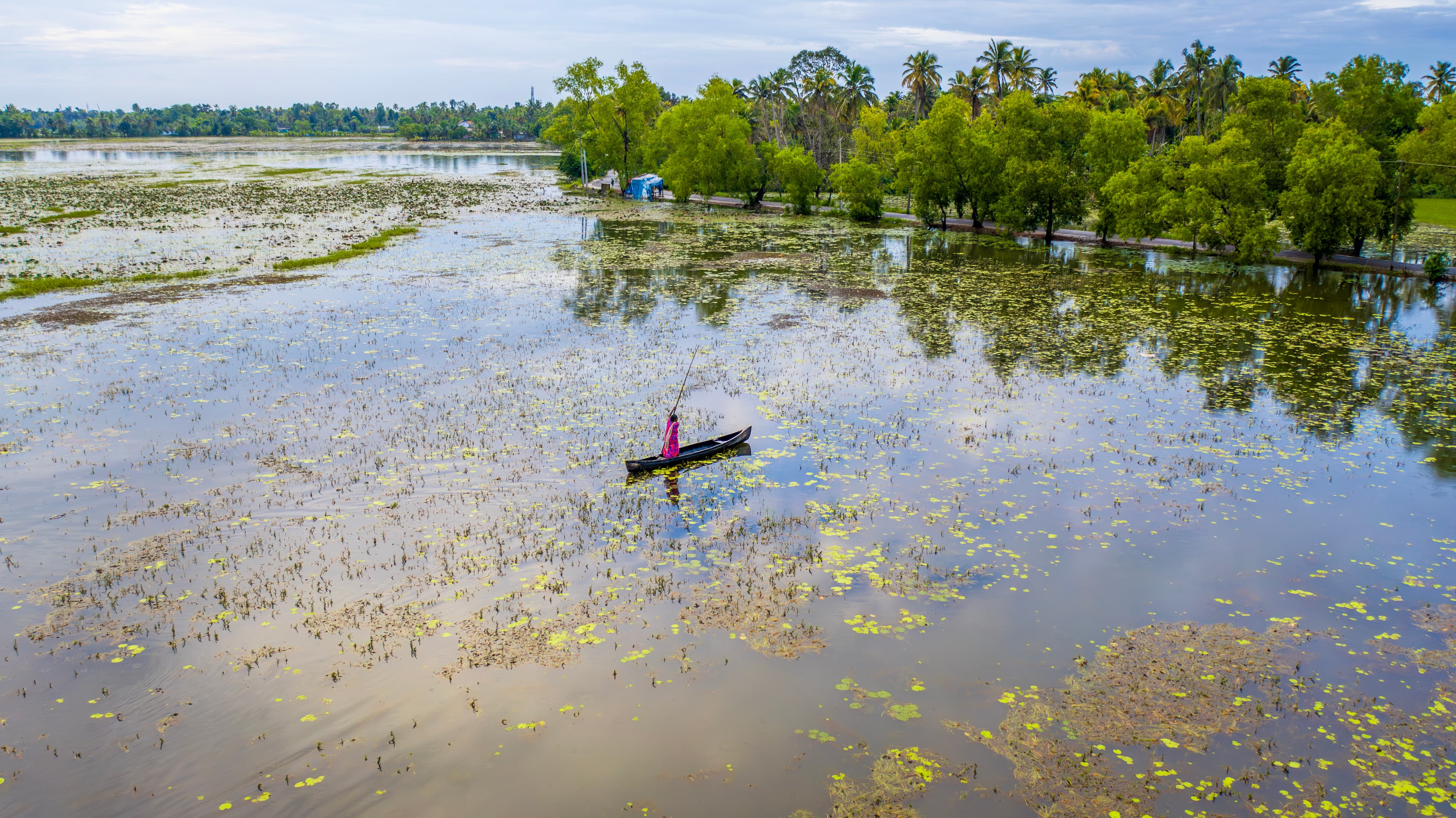 Solitary Row Through the Water Lilies