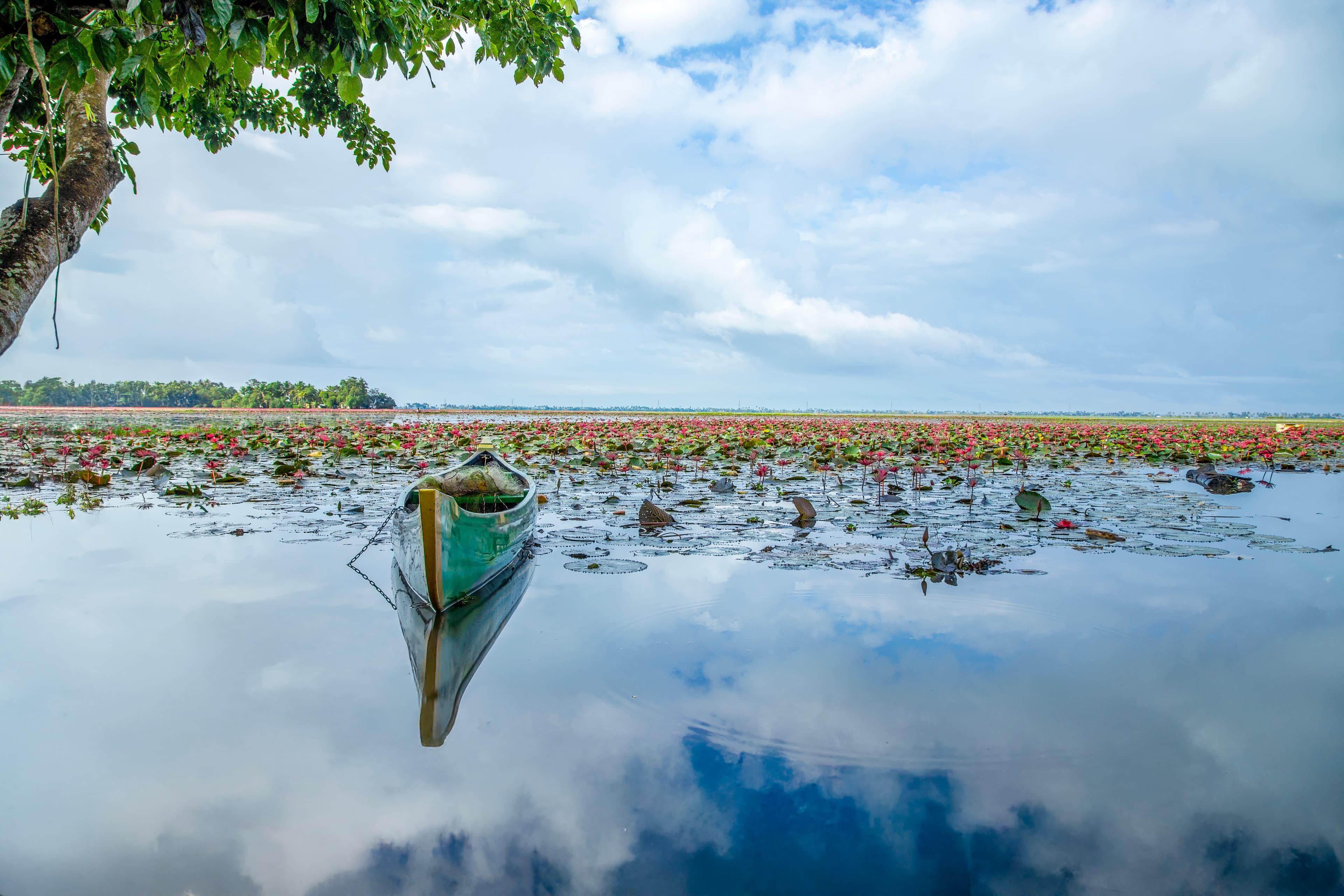 Tranquil Canoe Amidst Blooming Water Lilies