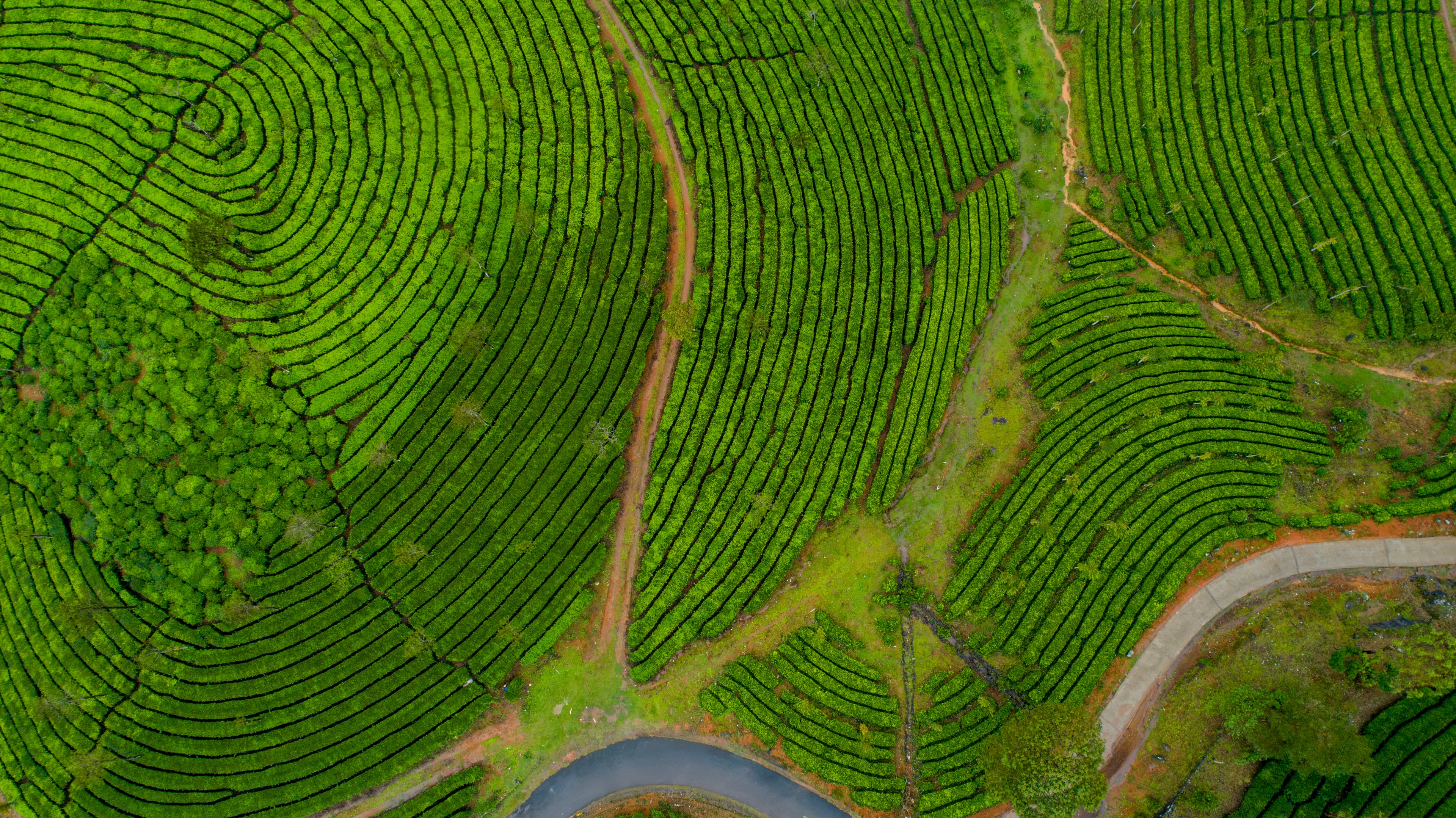 Aerial View of Vagamon Tea Plantations