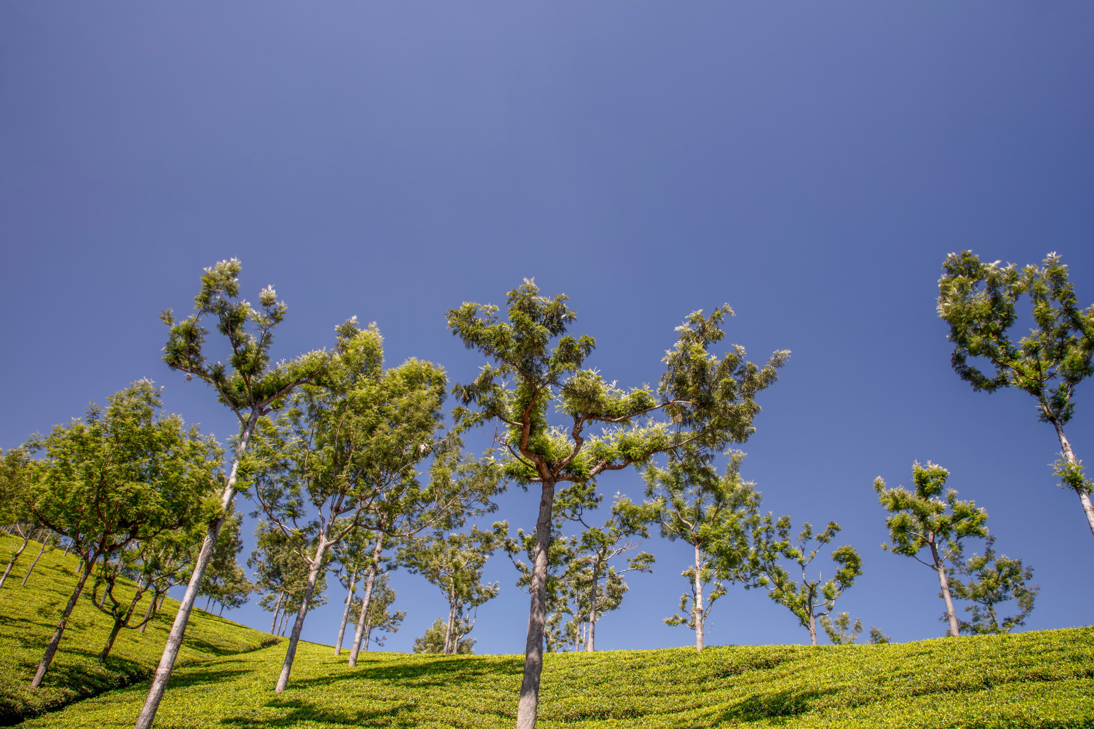 Sunny Slopes and Tea Trees