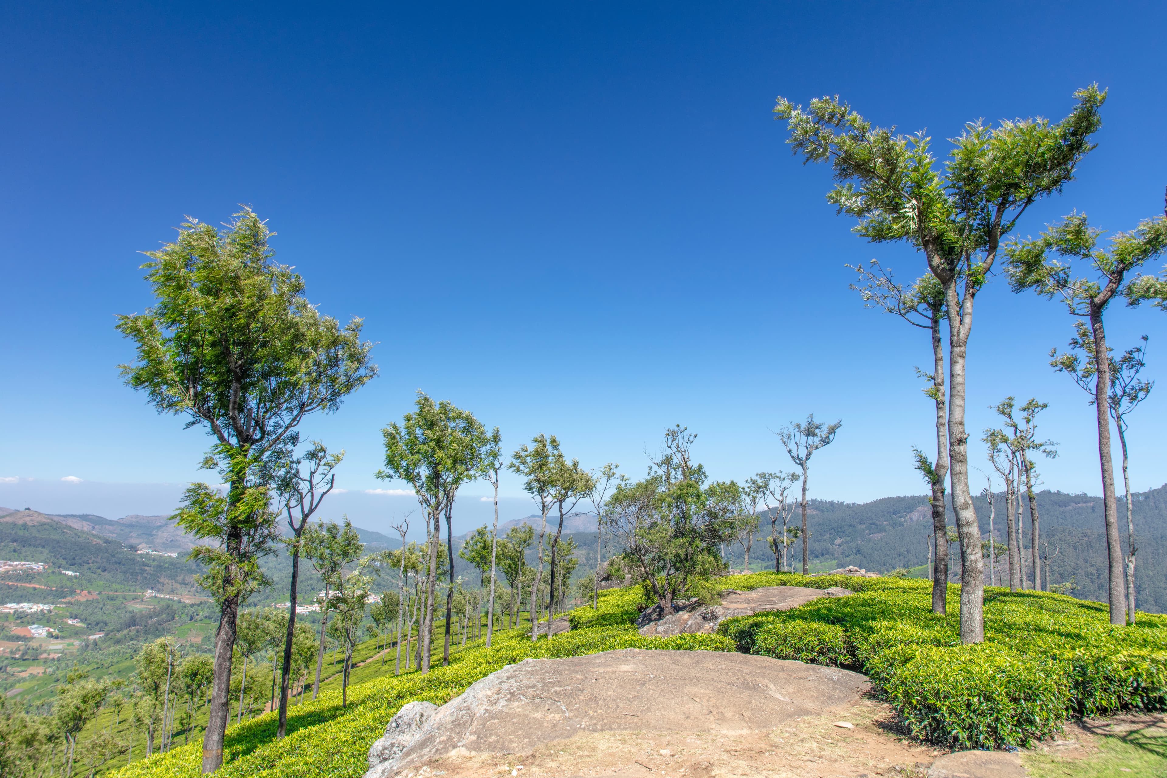 Serene Tea Gardens of Kothagiri Under Clear Blue Skies