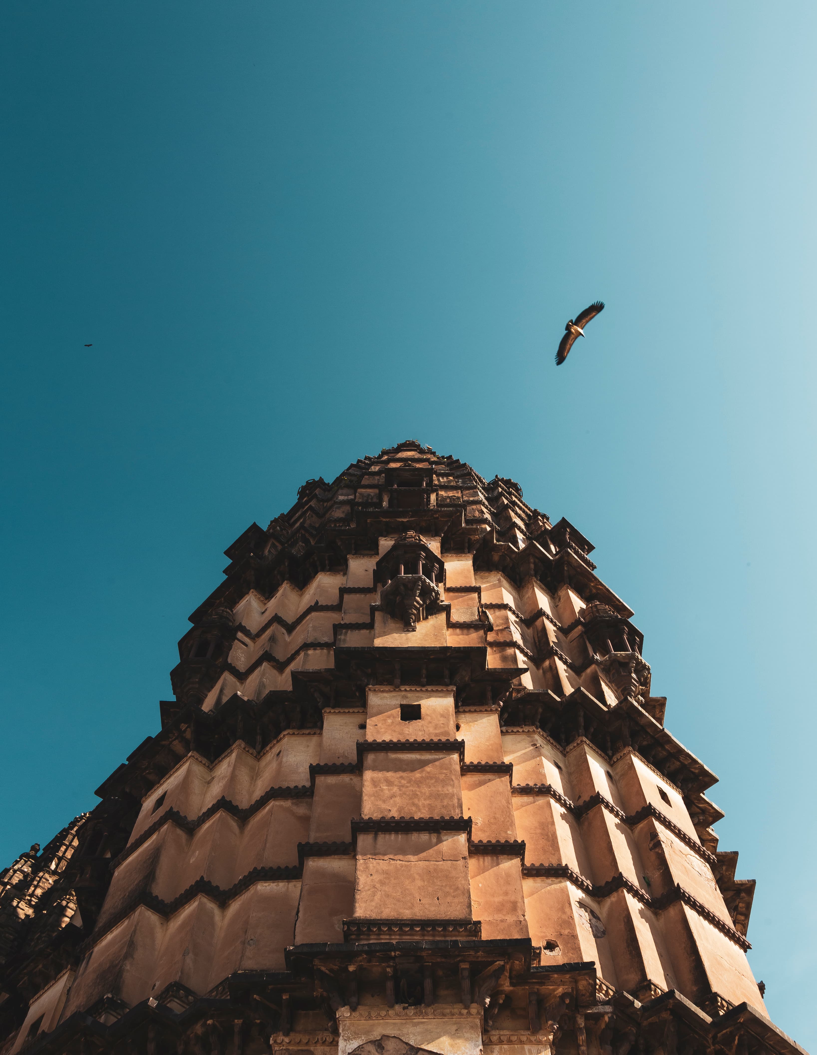 Vultures - thumbnail 1
